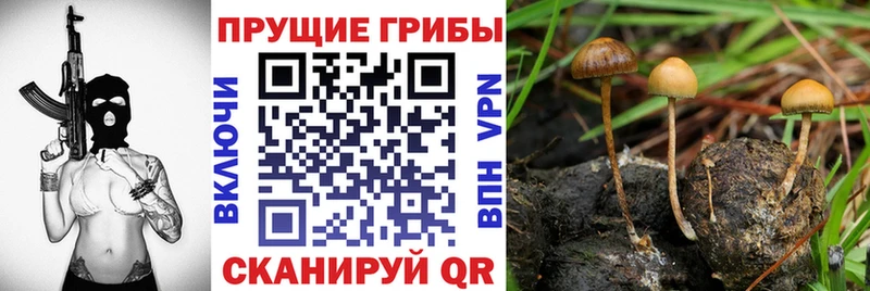 Галлюциногенные грибы Cubensis  Кандалакша 
