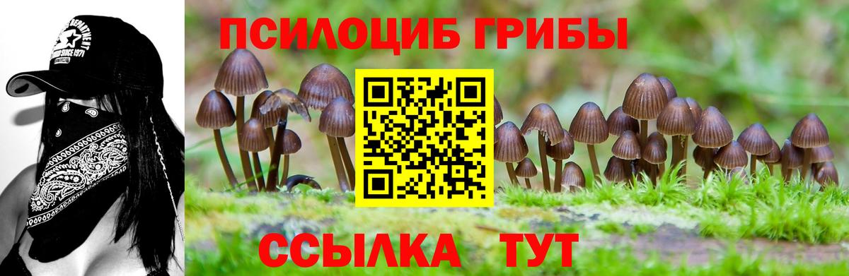 Псилоцибиновые грибы Psilocybe Кандалакша